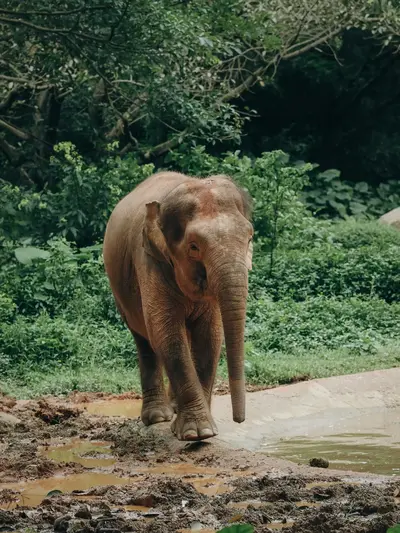 Fauna