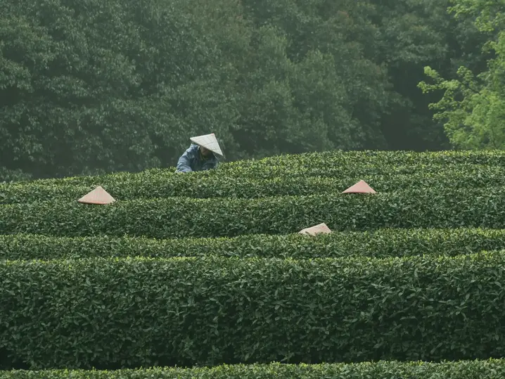 Piantagioni di tè dello Yunnan